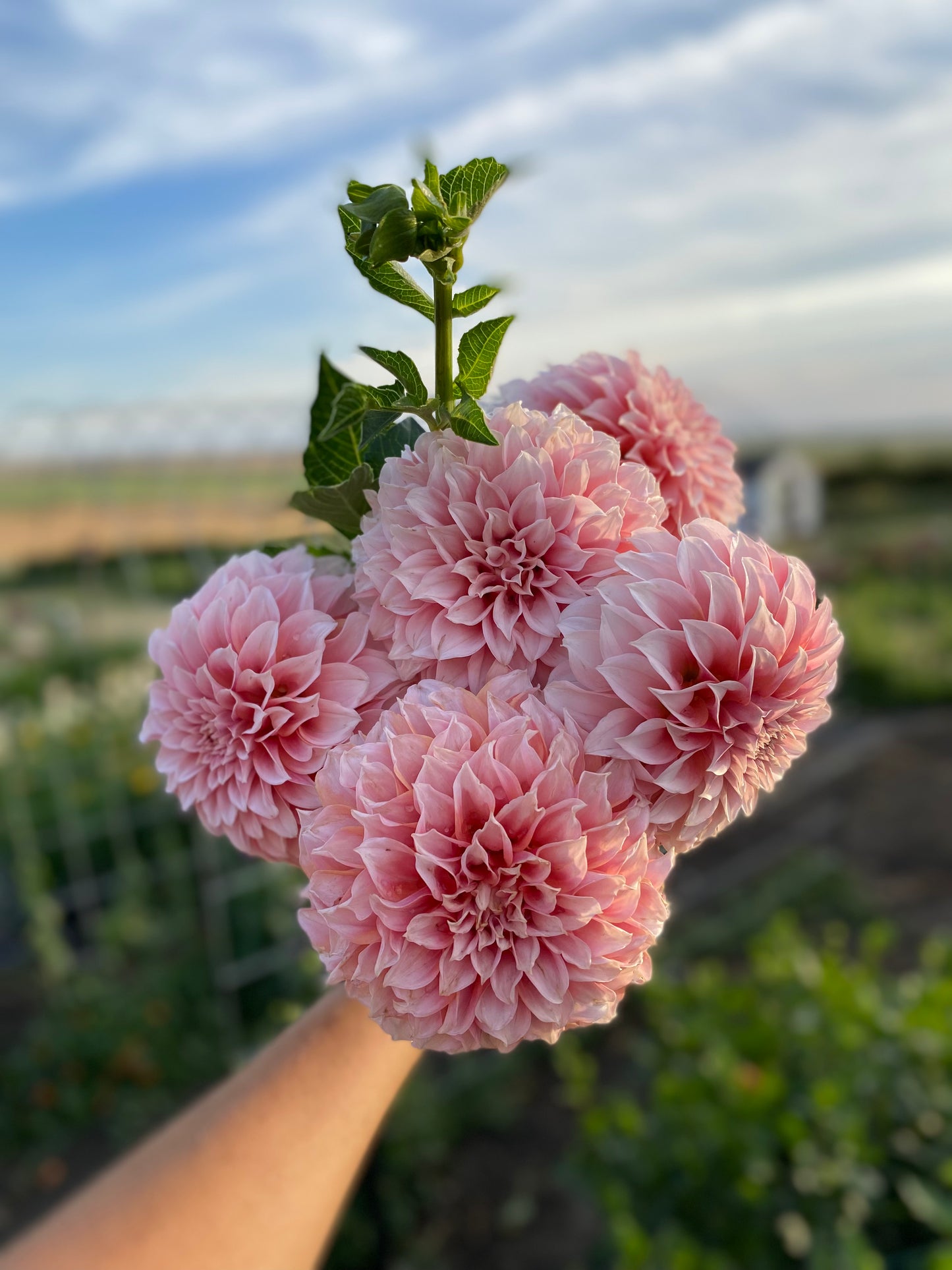Dahlia Plant Peaches N Cream