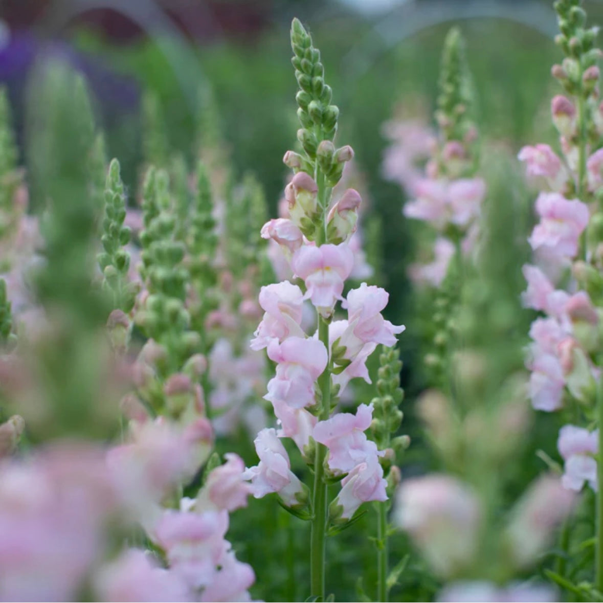 Snapdragon