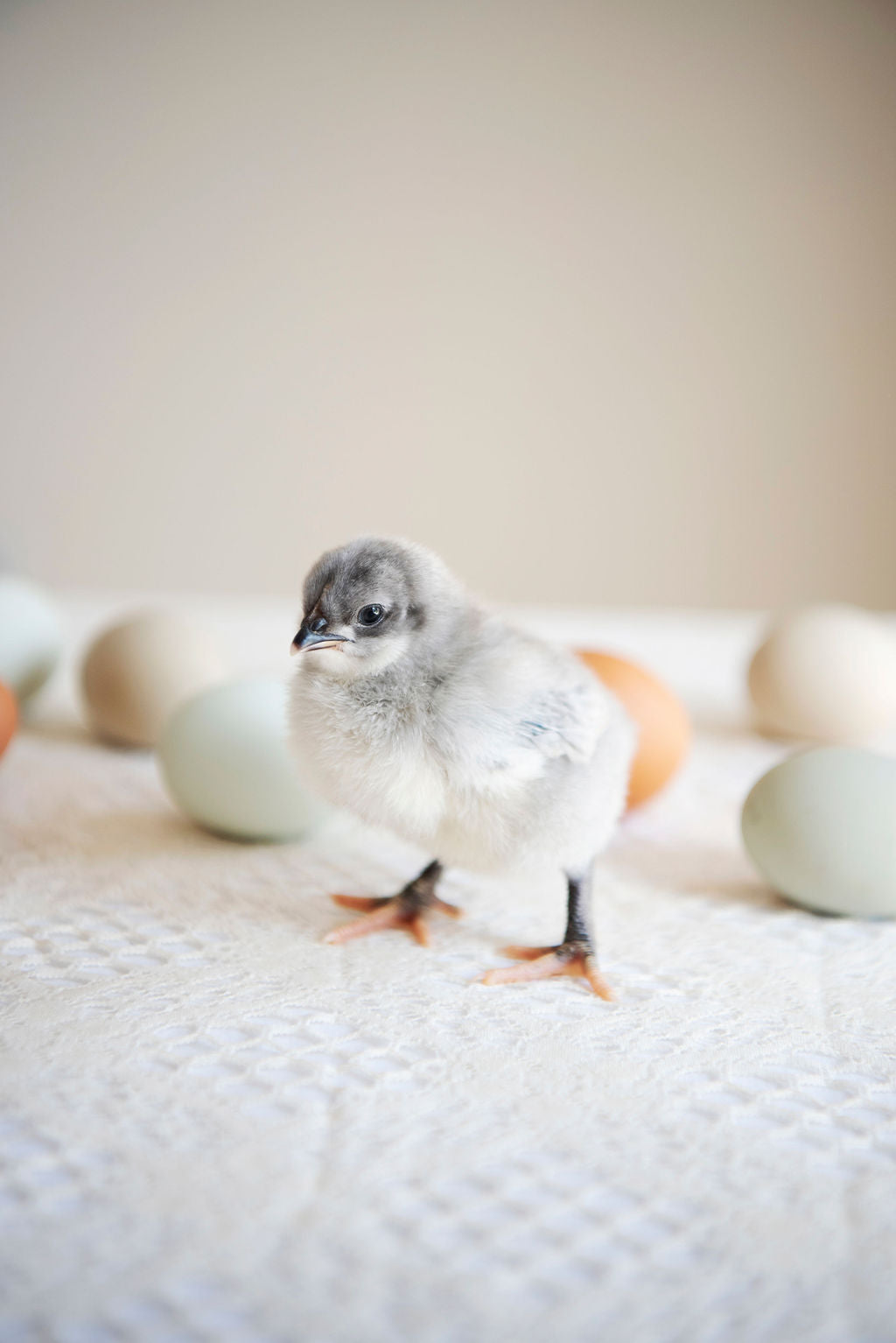 Chicken Hatching Eggs