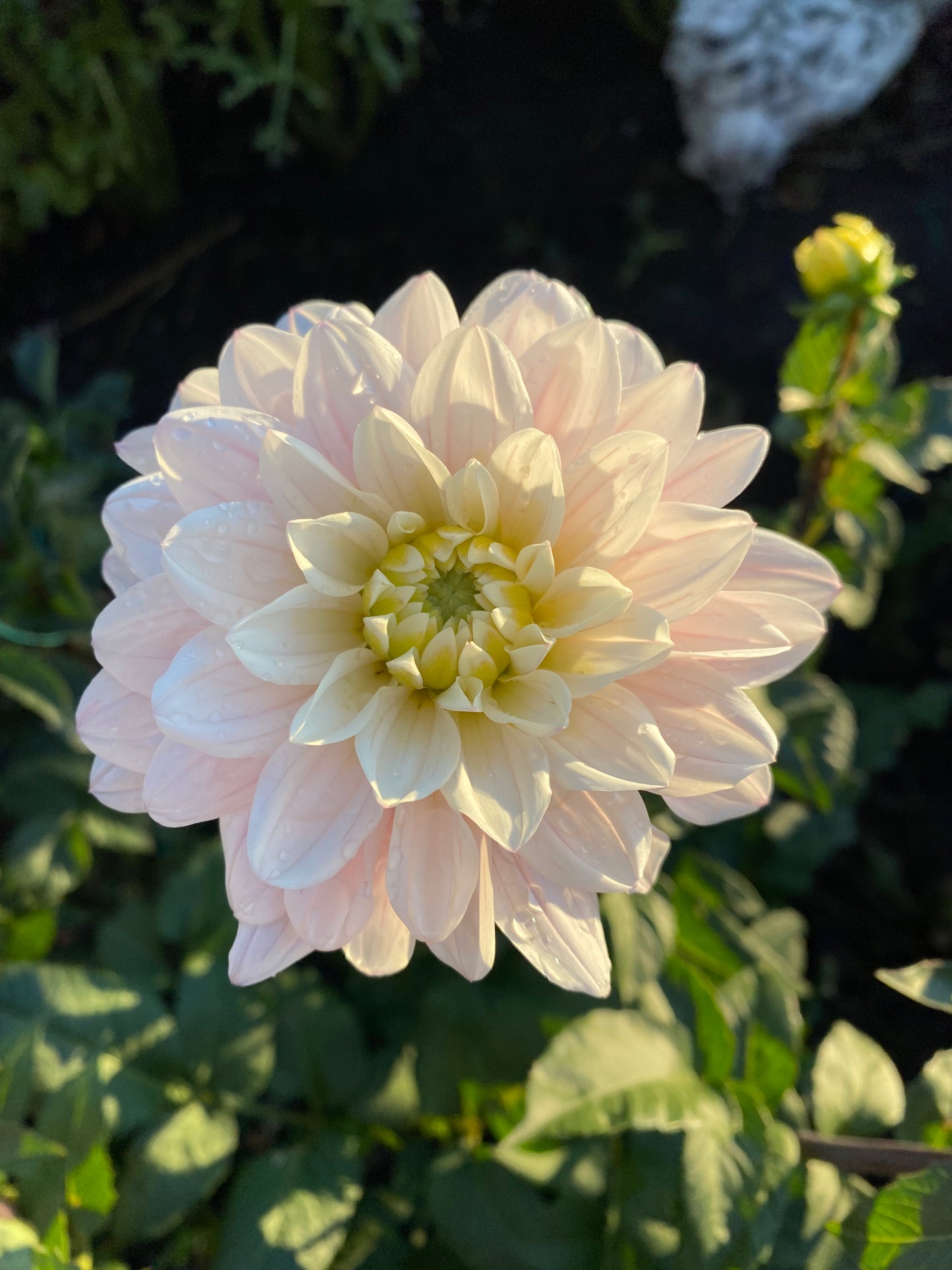 Dahlia Plant Silver Years