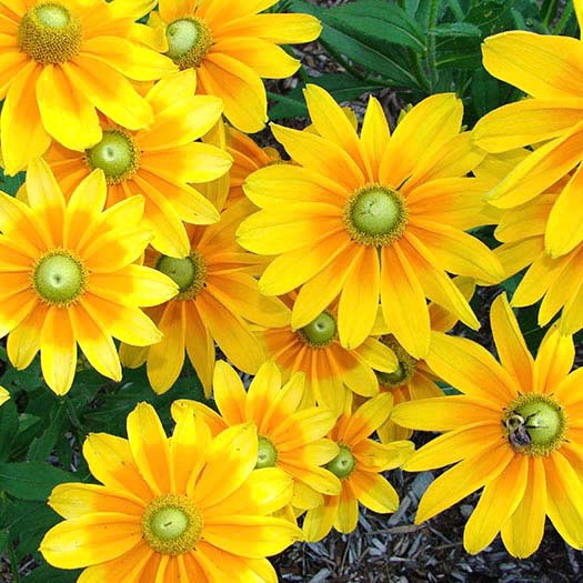 Rudbeckia