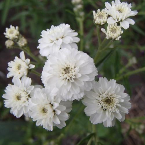 Yarrow