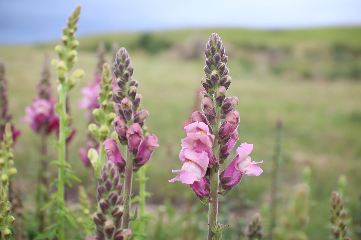Snapdragon