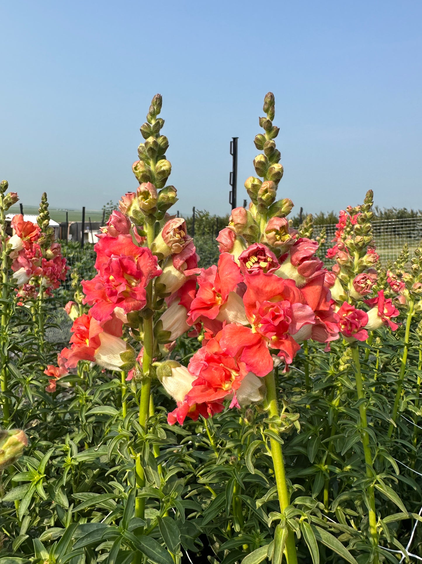 Snapdragon