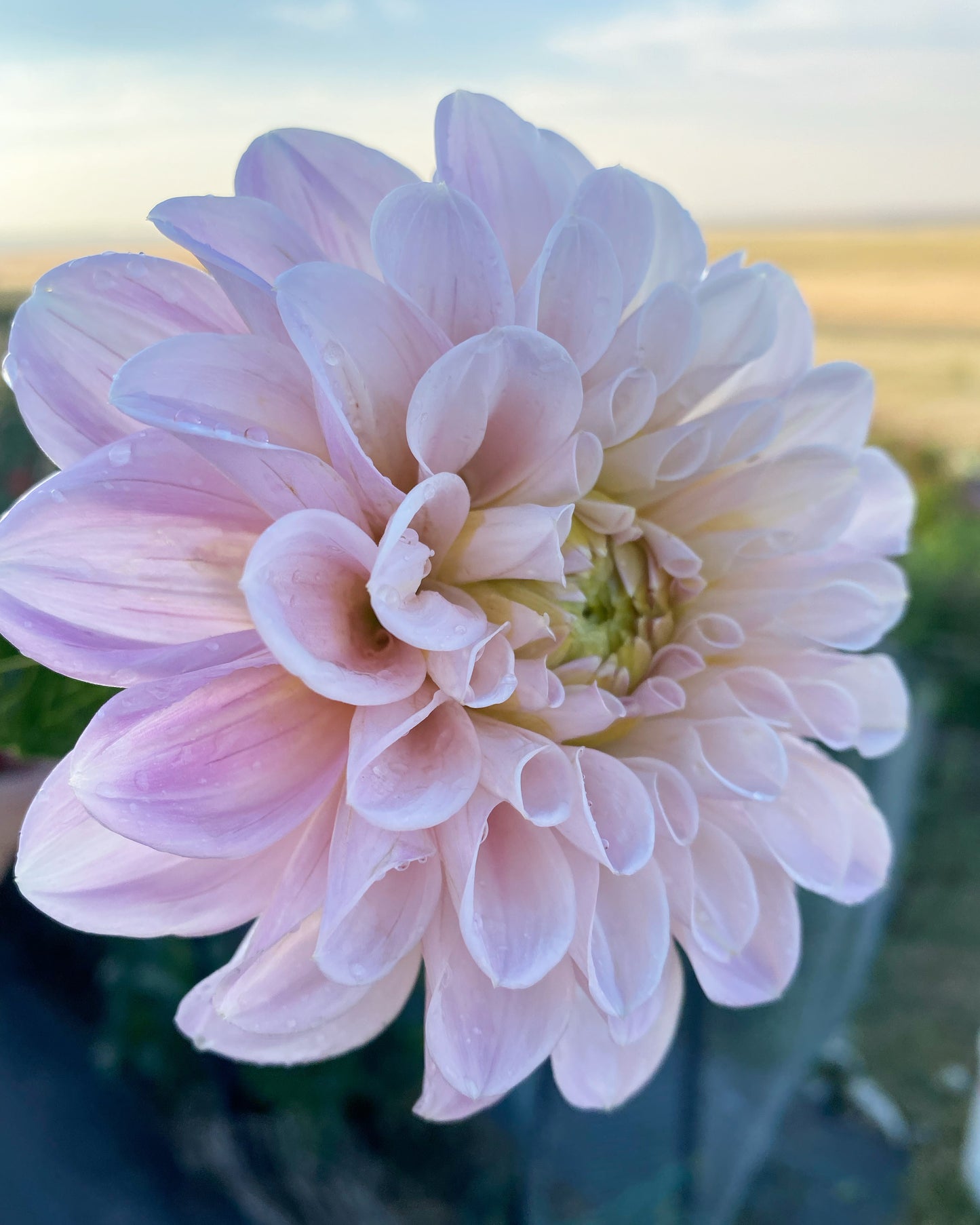 Dahlia Plant Sweet Nathalie