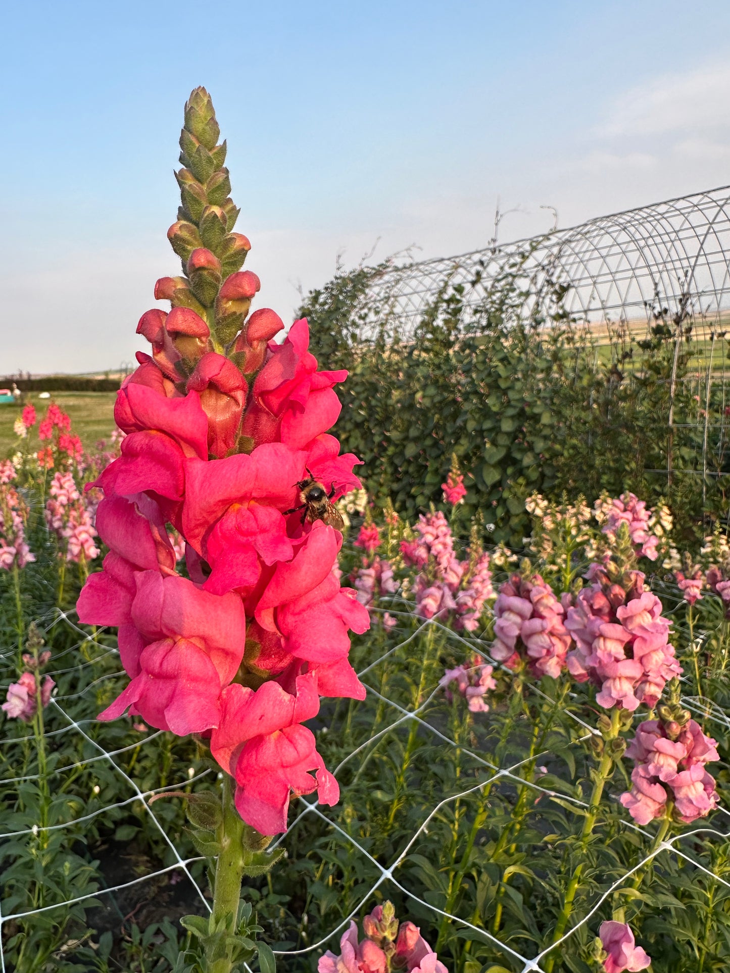 Snapdragon