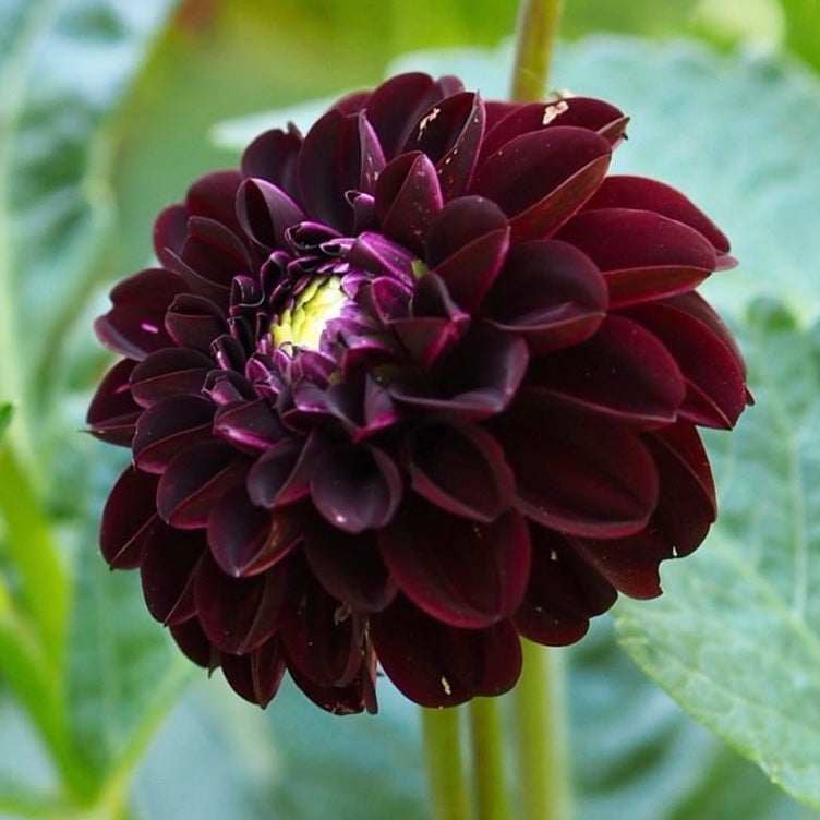 Dahlias - Decorative Varieties