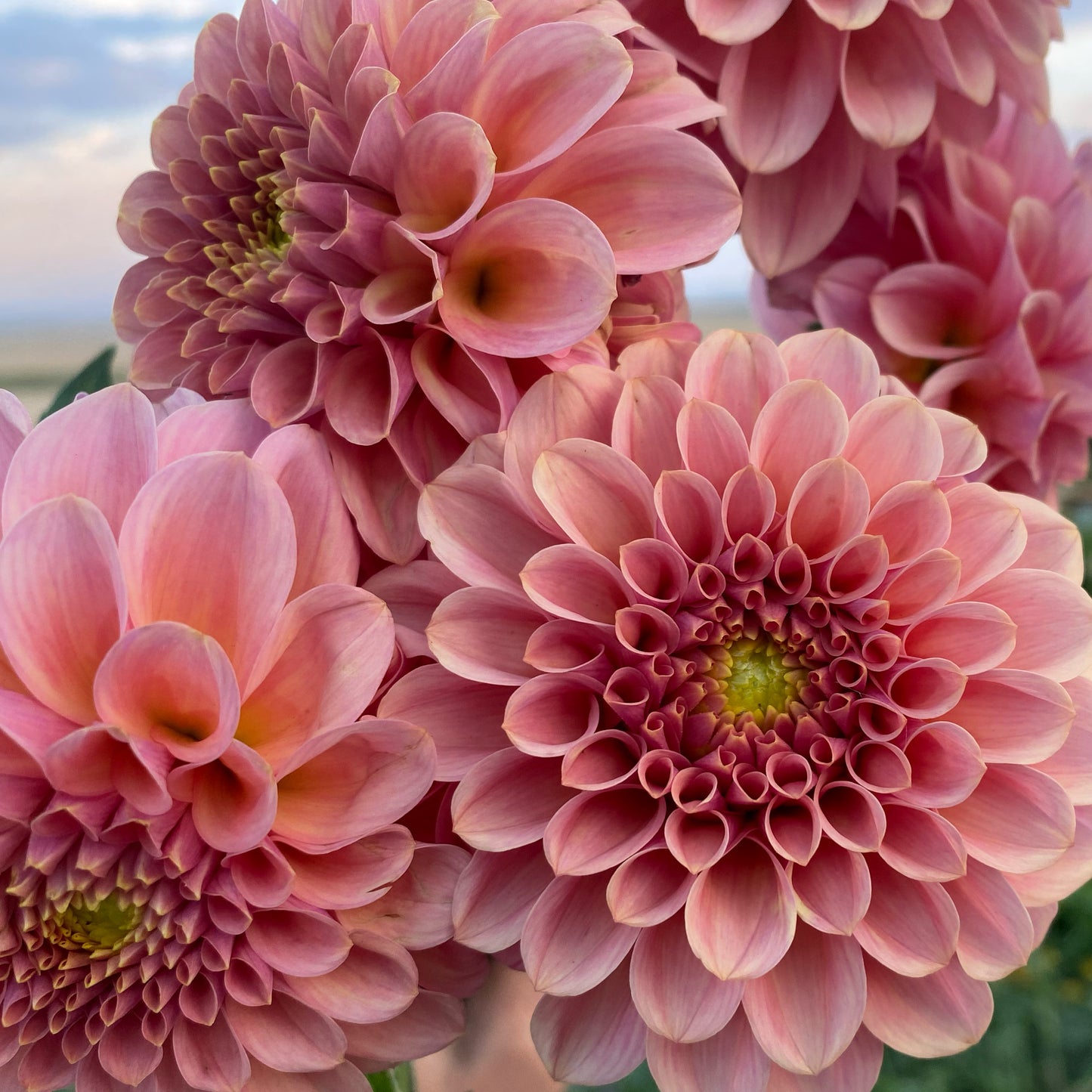 Dahlias - Ball Varieties