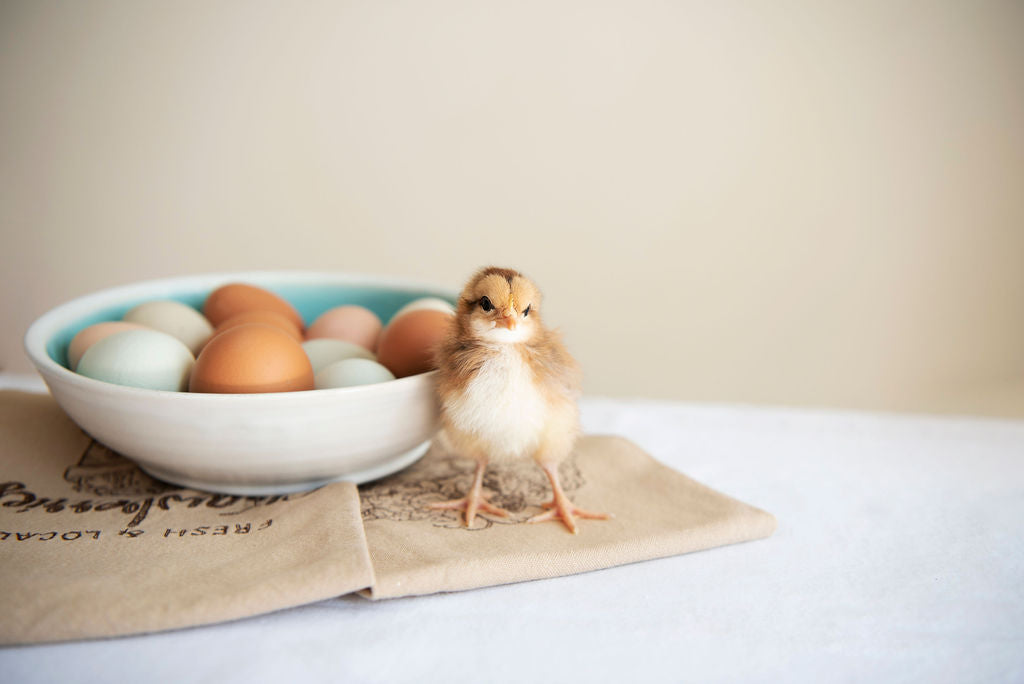 Chicken Hatching Eggs