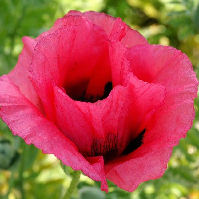 Poppy Raspberry Queen