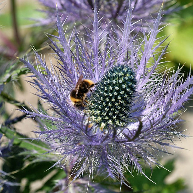 Eryngium Alpinium