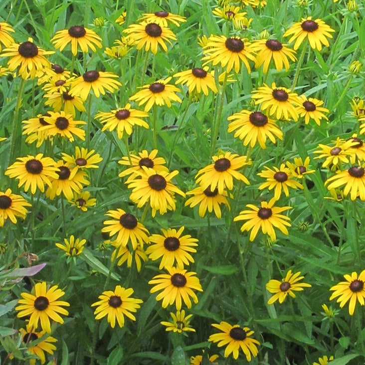 Rudbeckia Viette's Little Suzy