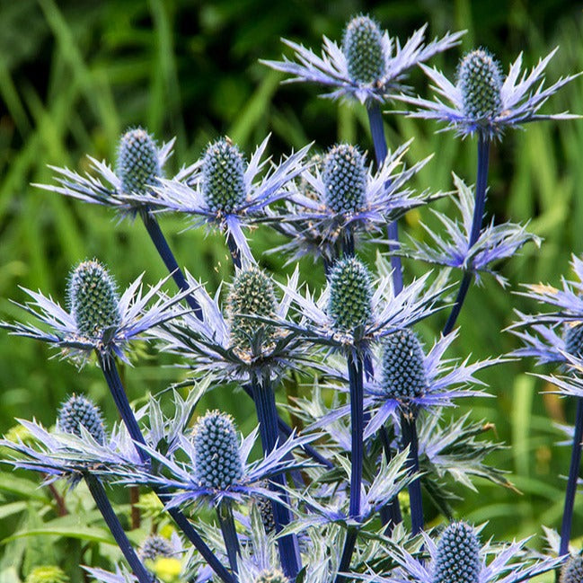 Eryngium Big Blue