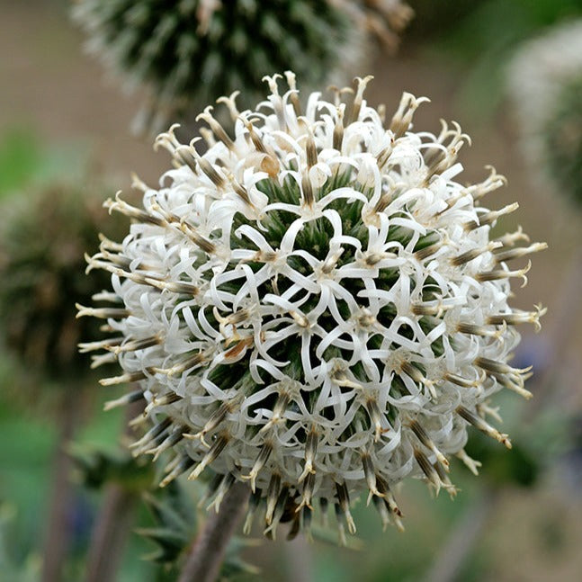 Echinops Arctic Glow
