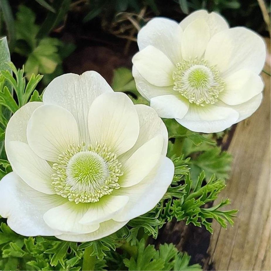 Anemone The Bride