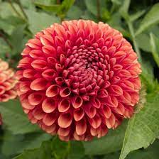Dahlias - Ball Varieties