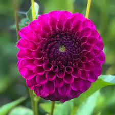 Dahlia Cryfield Harmony