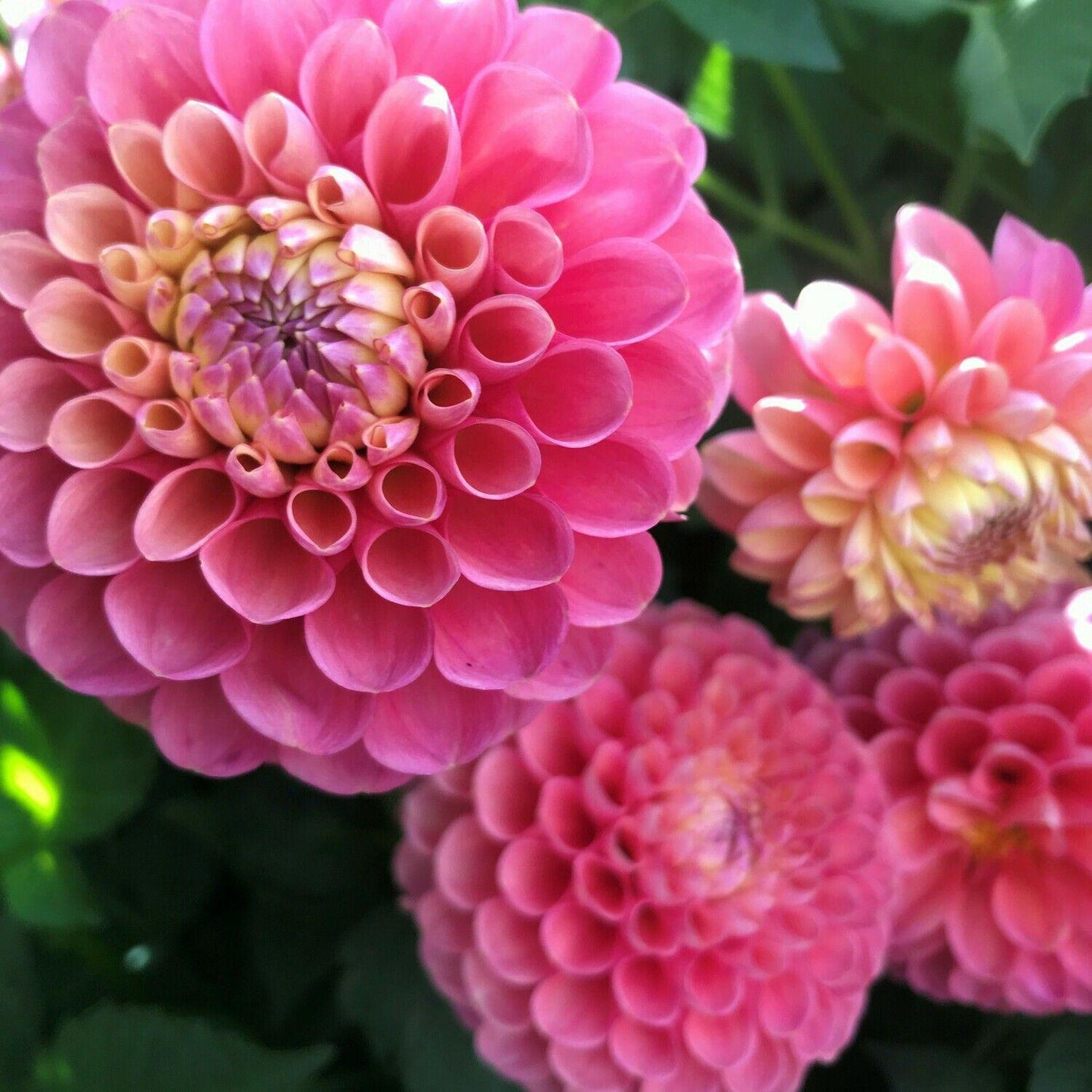 Dahlia Jowey Frambo
