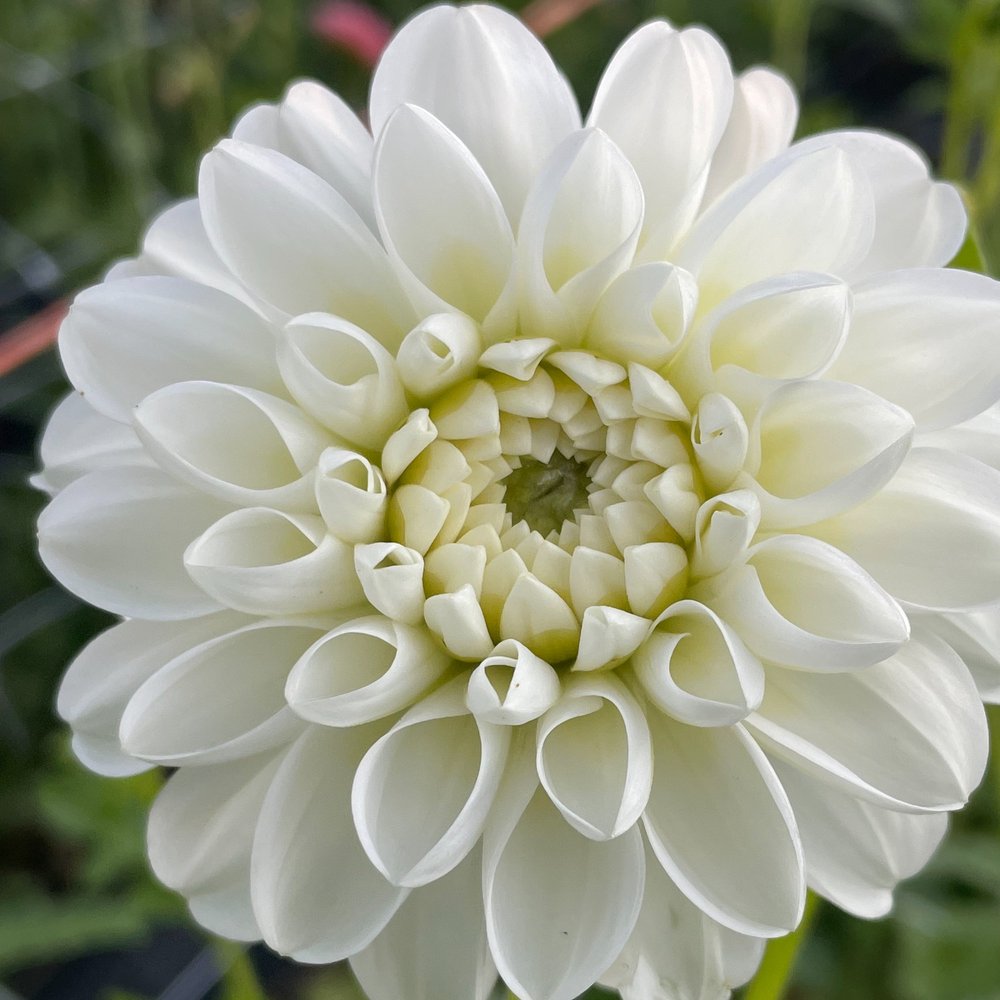Dahlia Orsett Beauty