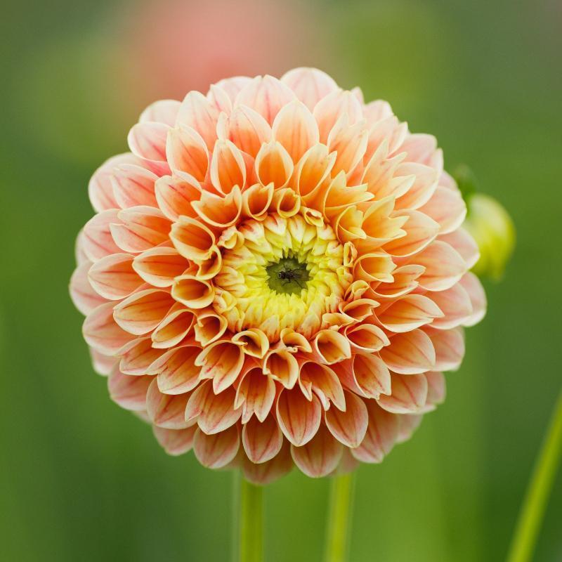 Dahlia Cutting Sweet Suzanne