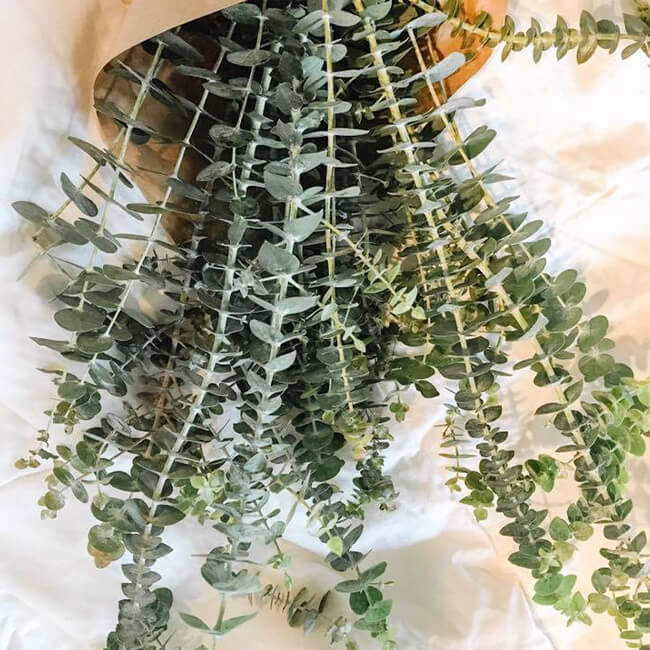 Christmas Greens Bundles