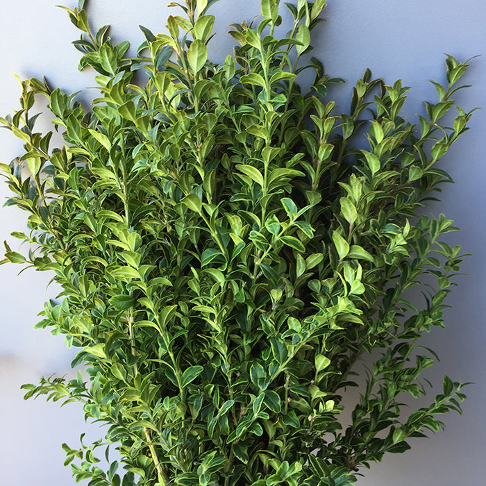 Christmas Greens Bundles