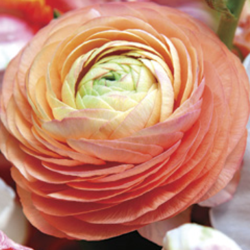 Ranunculus Salmon