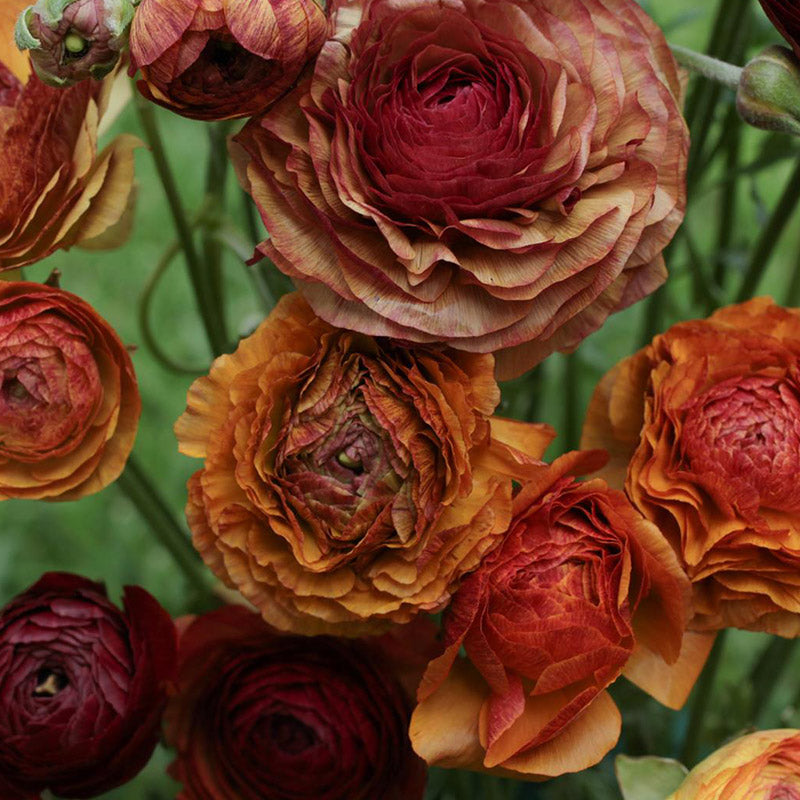 Ranunculus Cafe au Lait