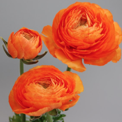 Ranunculus Orange
