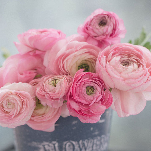 Ranunculus Half Clone Marshmallow