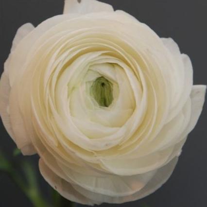 Ranunculus White