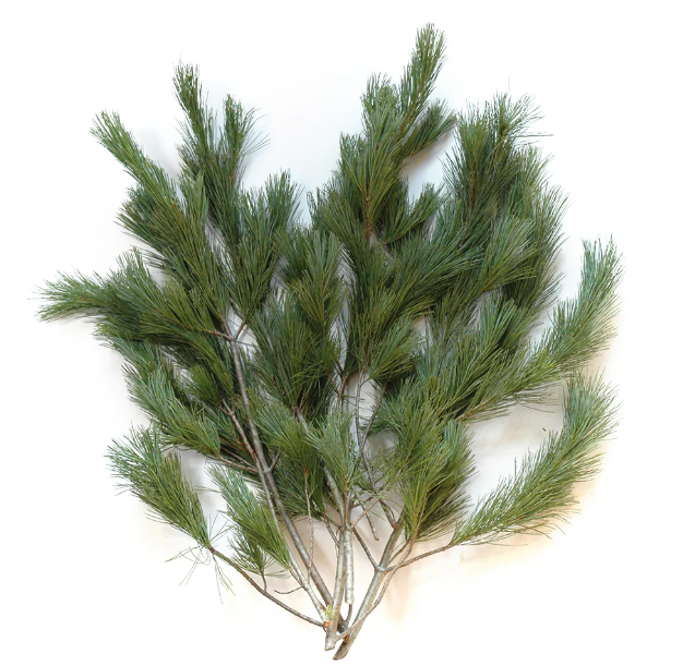 Christmas Greens Bundles