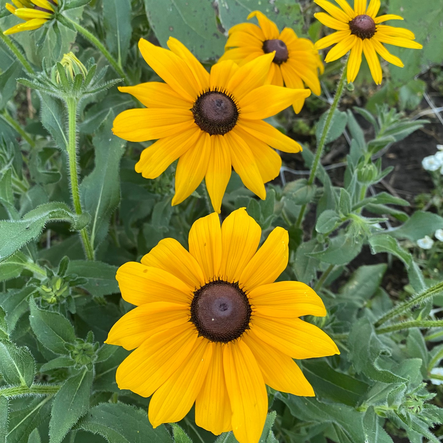 Rudbeckia