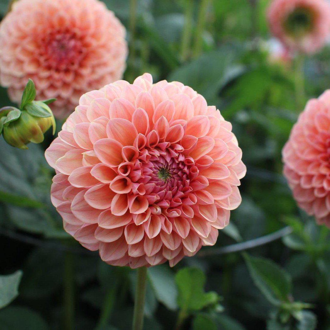 Dahlia Linda's Baby