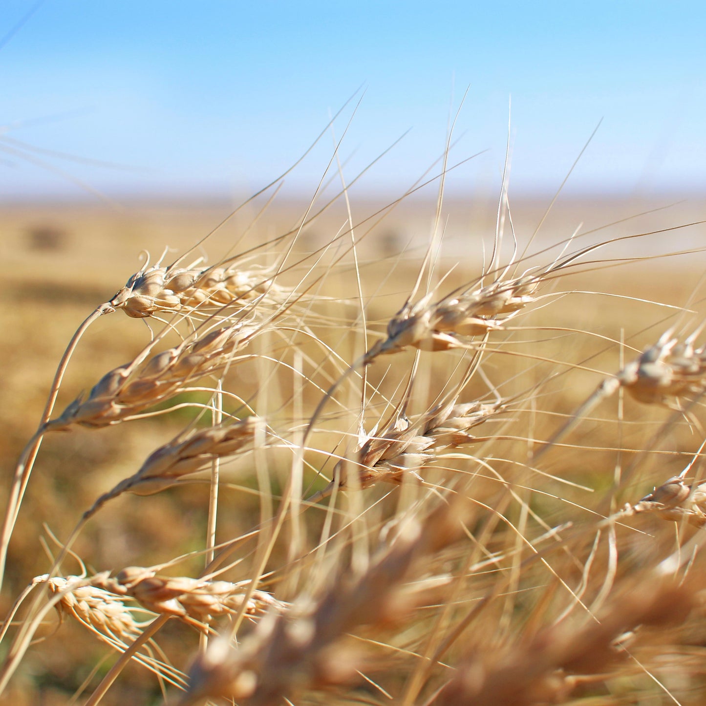 Wheat
