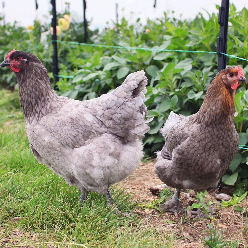 Chicken Hatching Eggs