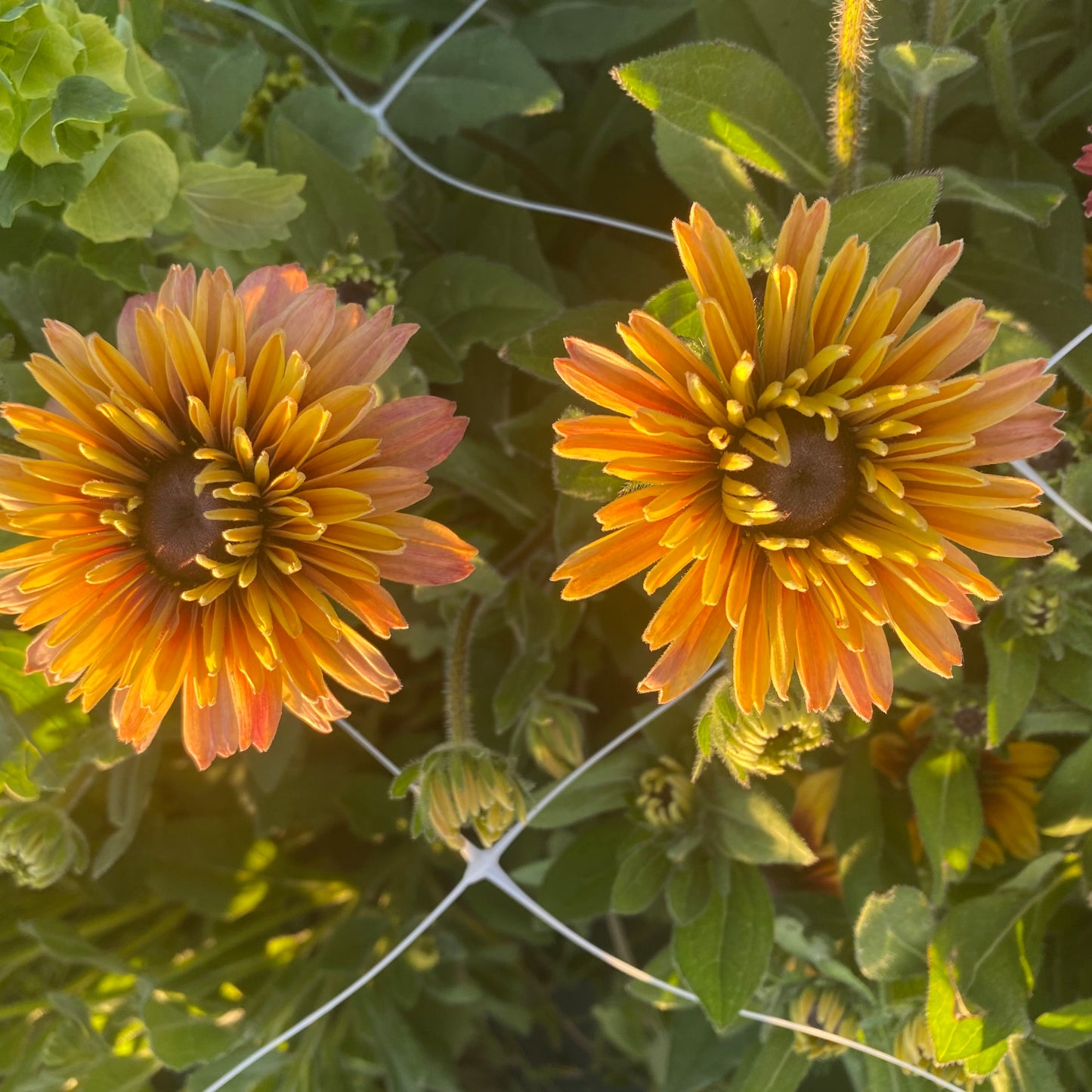 Rudbeckia