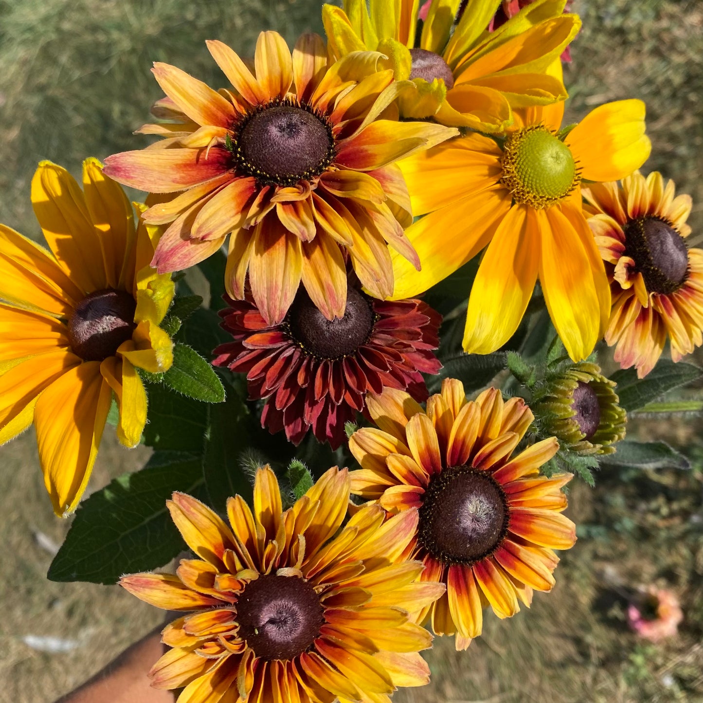 Rudbeckia