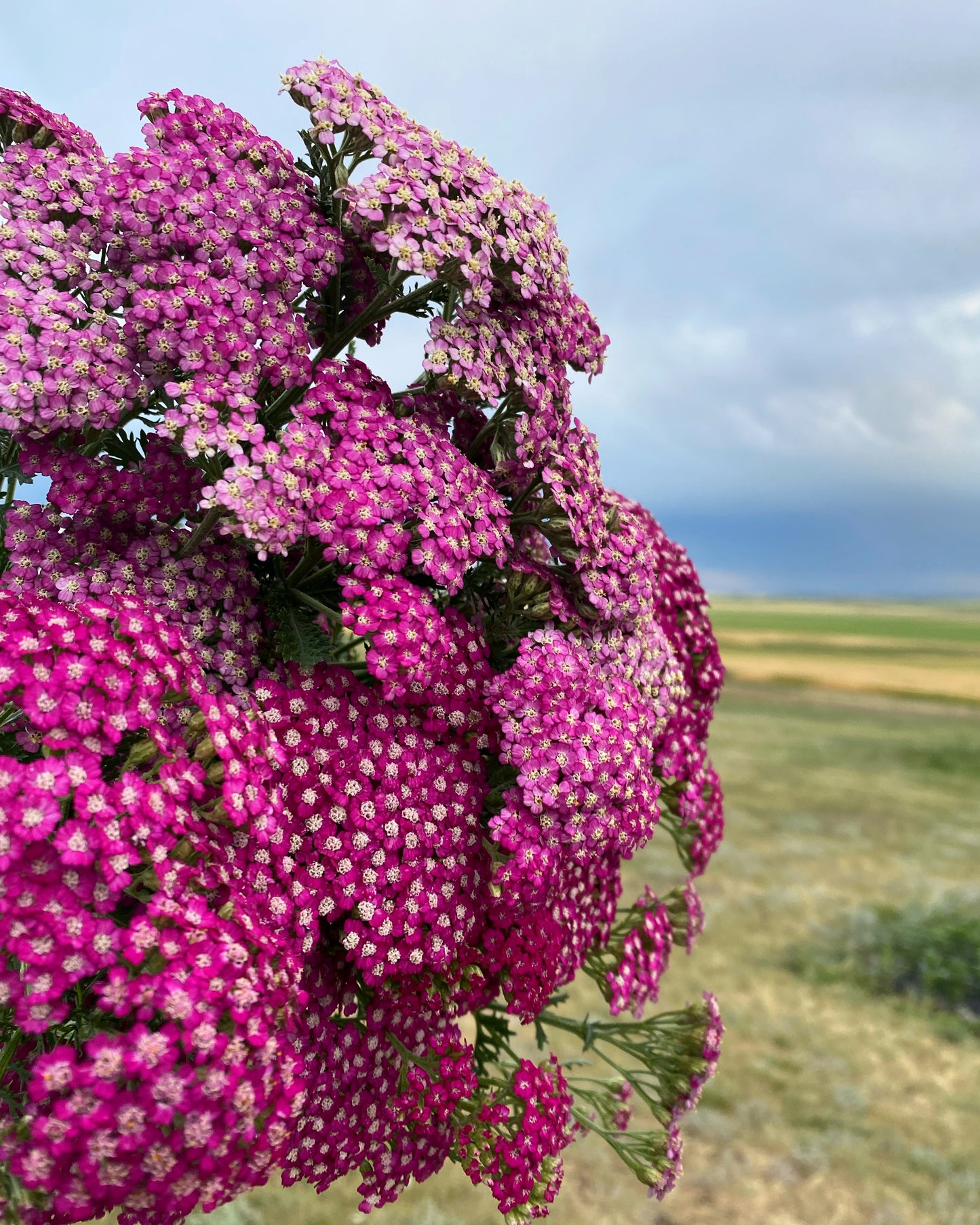 Yarrow