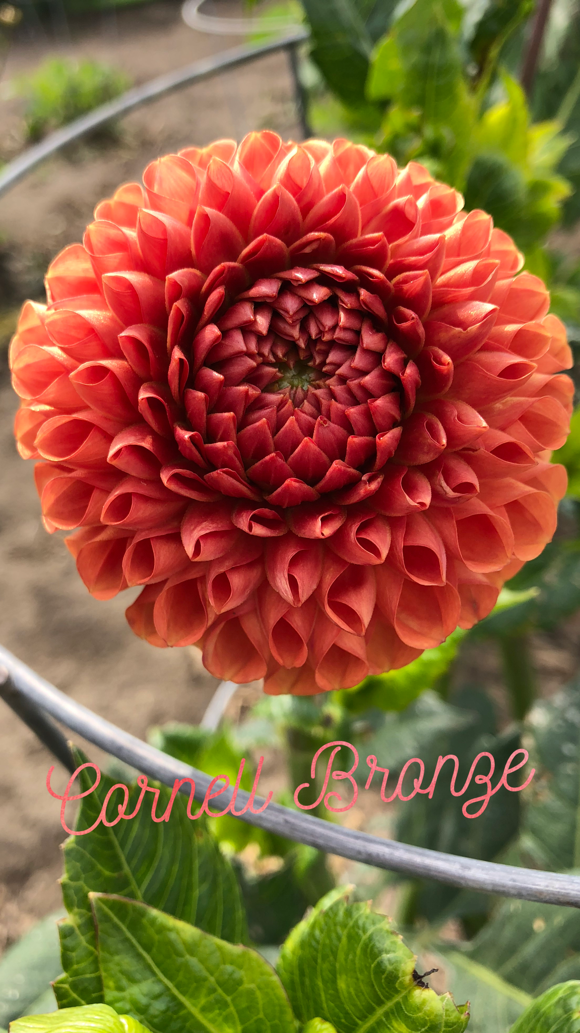 Dahlias - Ball Varieties