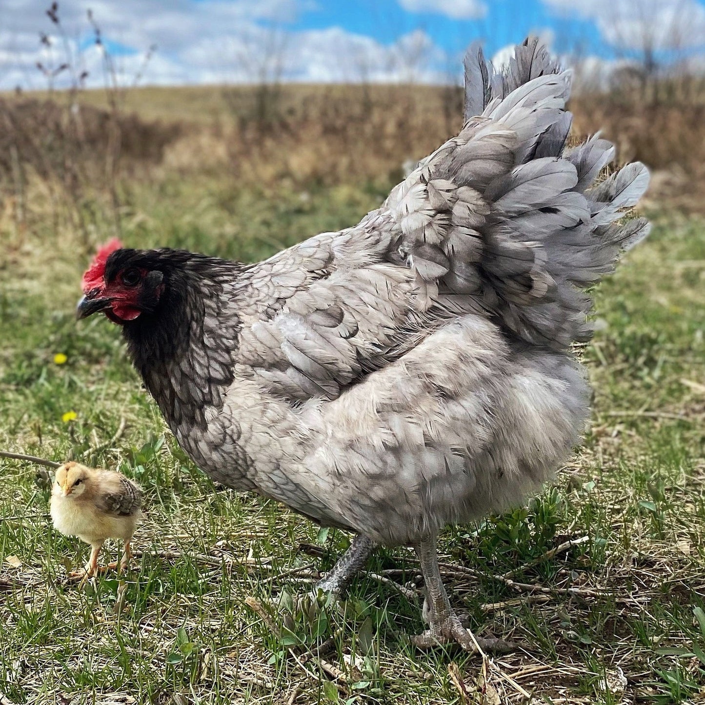 Chicken Hatching Eggs