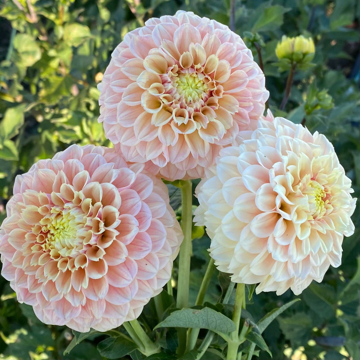 Dahlia Cutting Sweet Suzanne