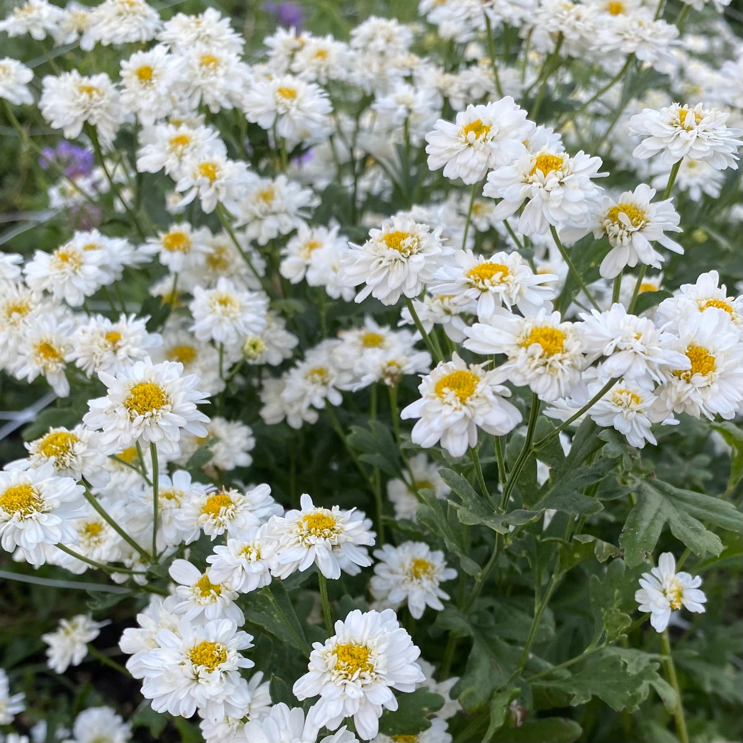 Feverfew