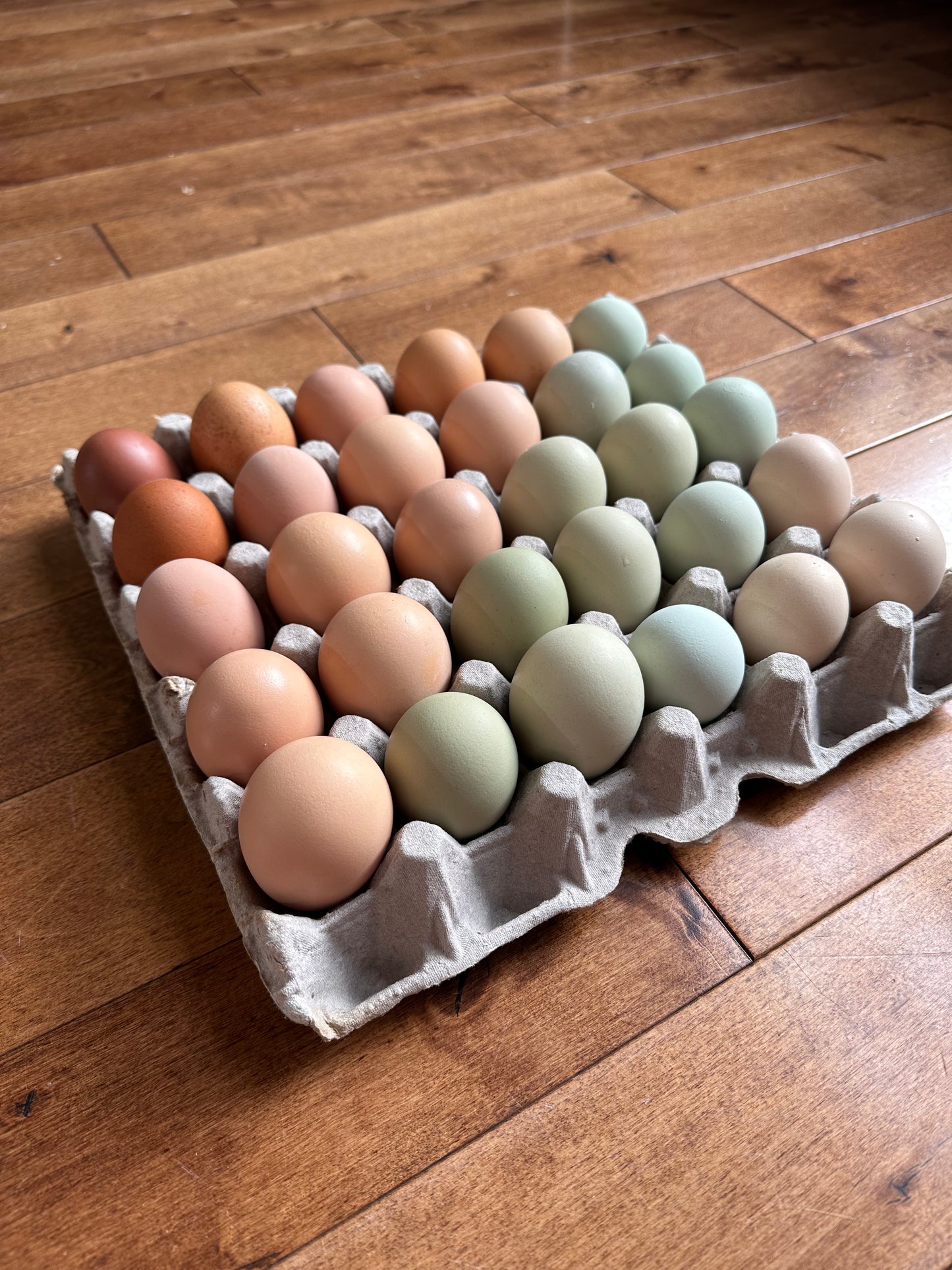 Chicken Hatching Eggs