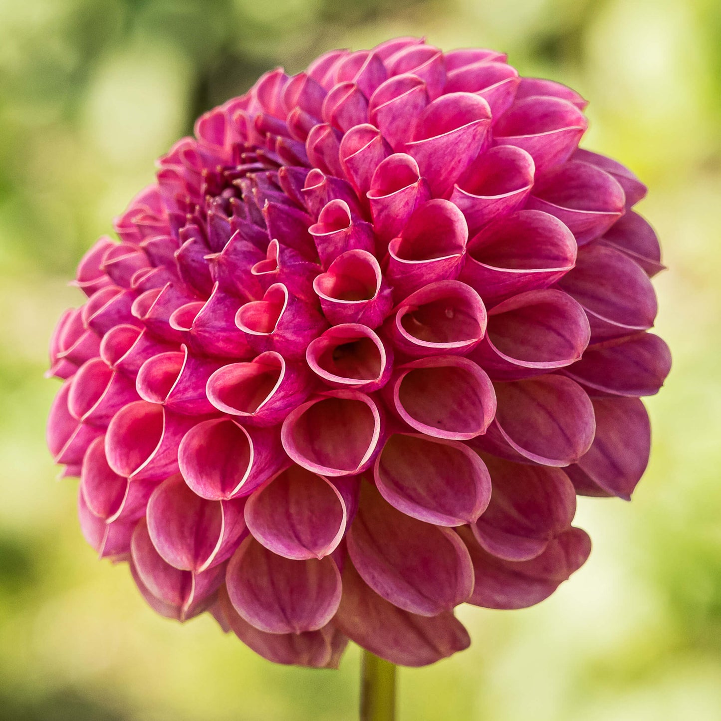 Dahlias - Ball Varieties