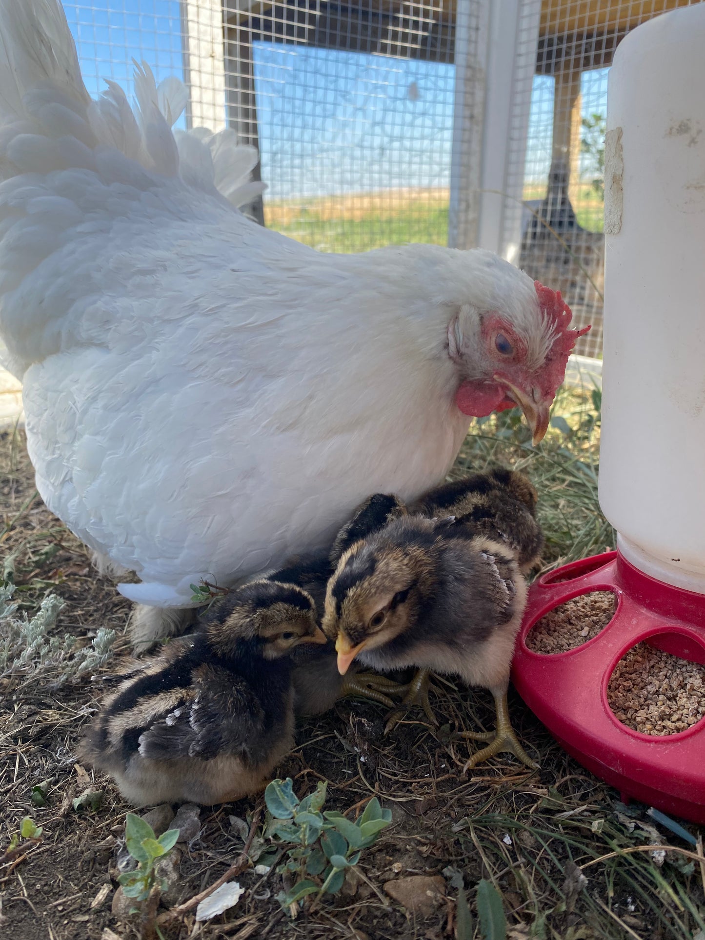 Chicken Hatching Eggs