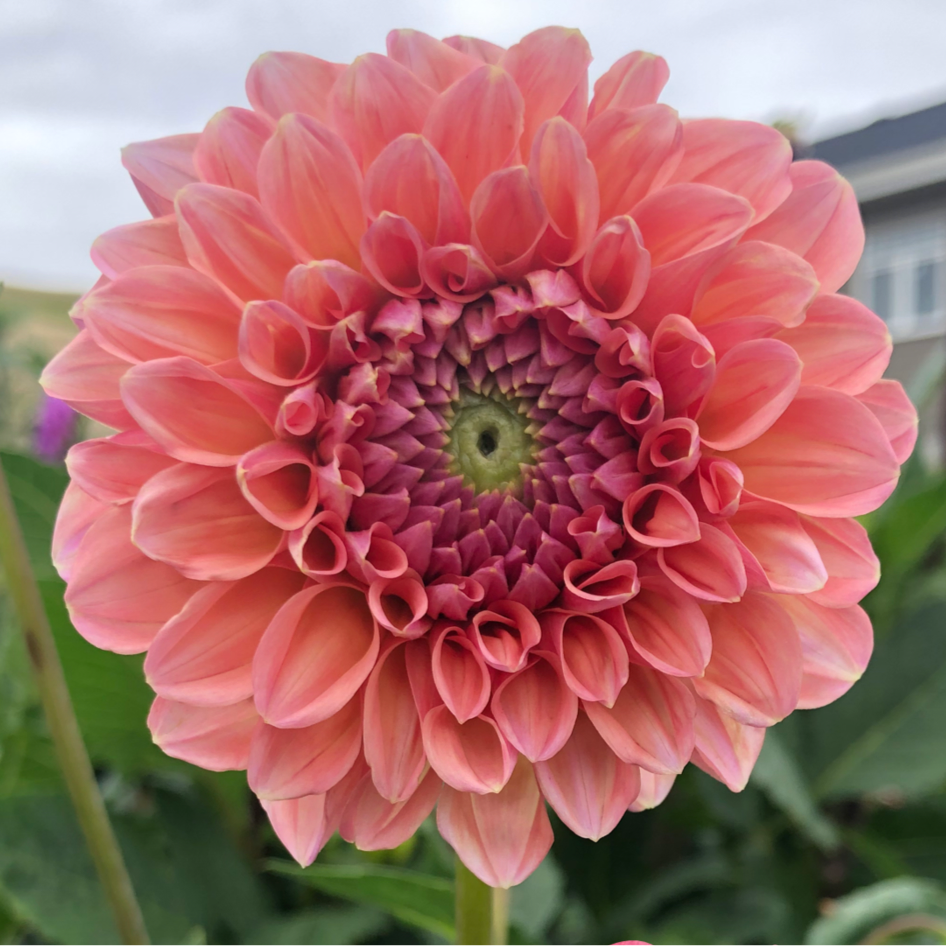 Dahlia Linda's Baby