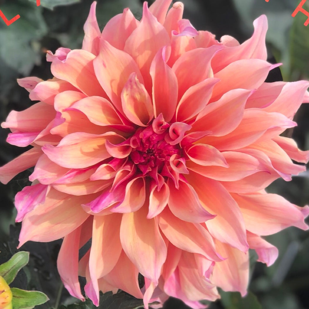 Dahlias - Dinnerplate Varieties
