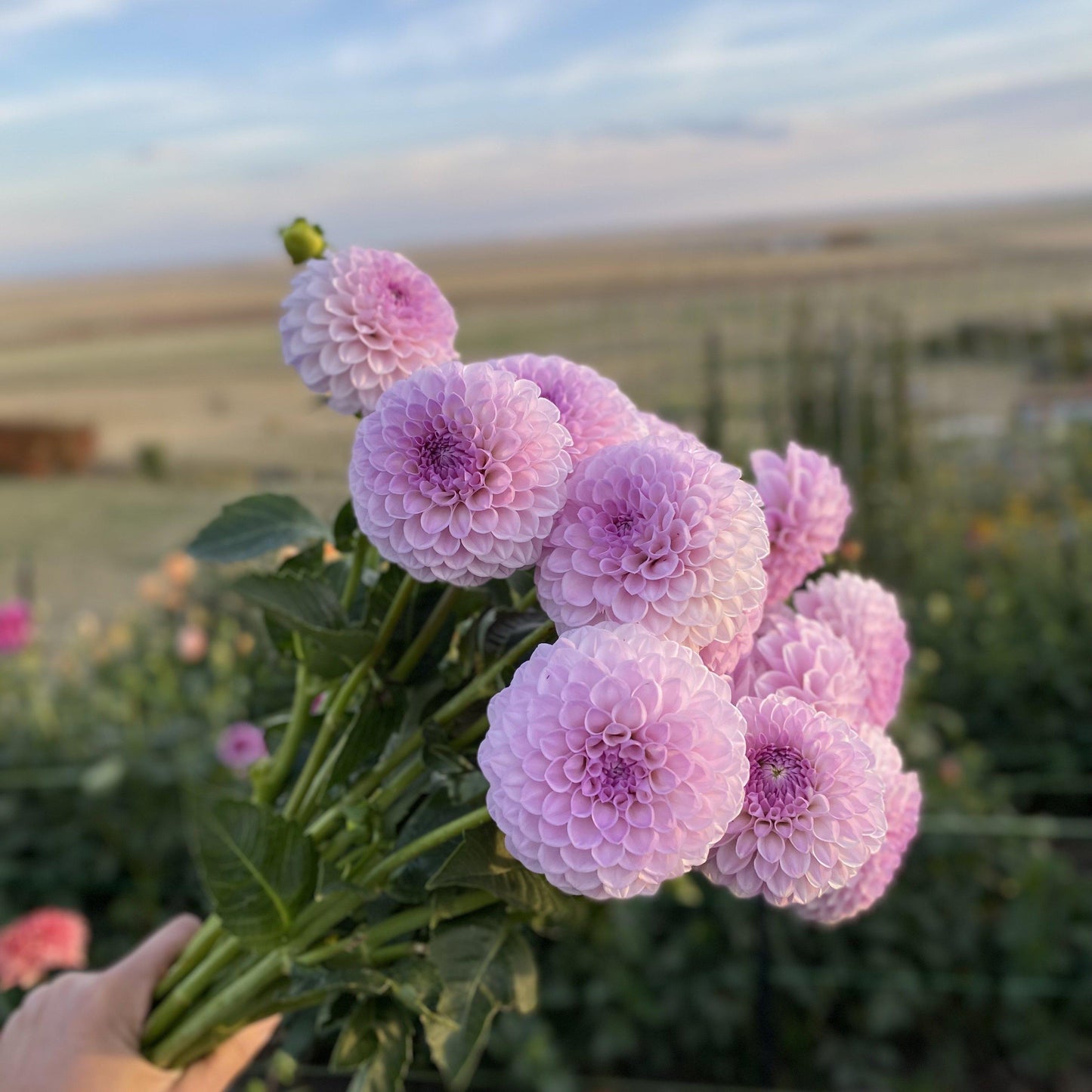 Dahlia Megan Dean
