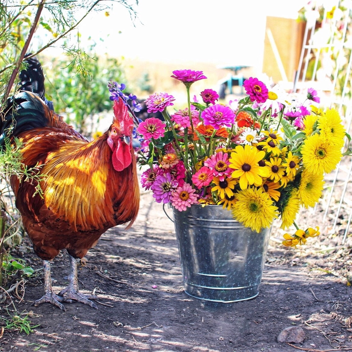 Fresh Flower Bucket